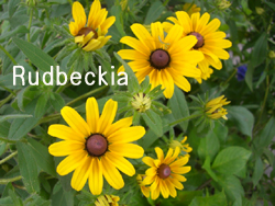 f:id:colorbless:20110613164648j:image