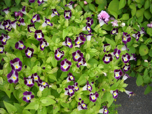 f:id:colorbless:20110808164605j:image