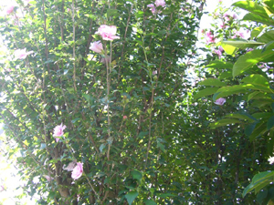 f:id:colorbless:20110906083828j:image