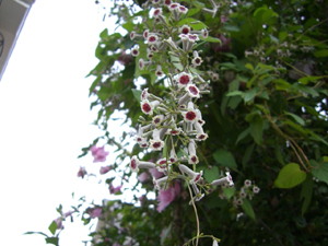 f:id:colorbless:20110917082113j:image