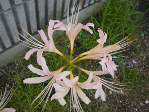 f:id:colorbless:20110917082258j:image f:id:colorbless:20110917082258j:image