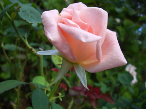 f:id:colorbless:20110917082448j:image