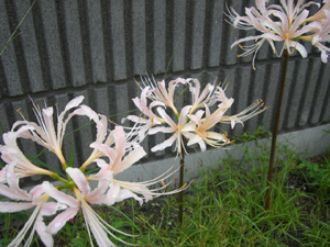 f:id:colorbless:20110918072135j:image f:id:colorbless:20110918072135j:image