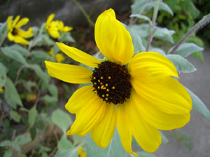 20110921122700