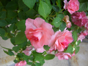 f:id:colorbless:20111005171556j:image