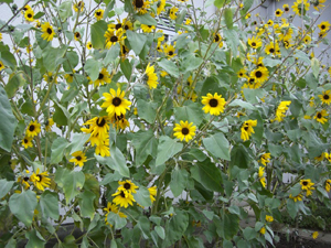 f:id:colorbless:20111015111613j:image