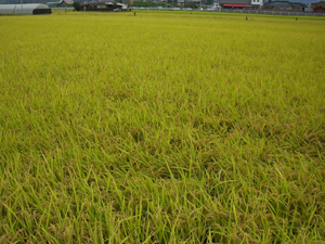 f:id:colorbless:20111015121448j:image f:id:colorbless:20111015121448j:image