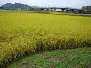 f:id:colorbless:20111015121500j:image f:id:colorbless:20111015121500j:image