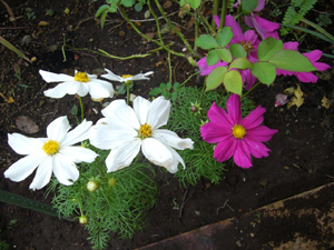 f:id:colorbless:20111015122317j:image