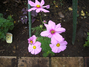 f:id:colorbless:20111015122327j:image