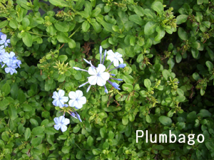 f:id:colorbless:20111017114328j:image