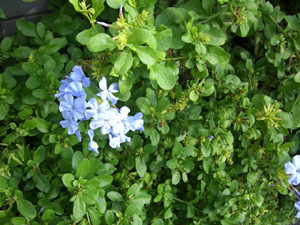 f:id:colorbless:20111017114337j:image