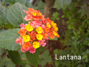 f:id:colorbless:20111022152614j:image