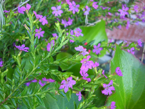 f:id:colorbless:20111022152732j:image