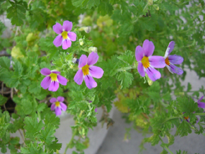 f:id:colorbless:20111025161350j:image