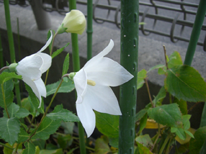 f:id:colorbless:20111025161532j:image