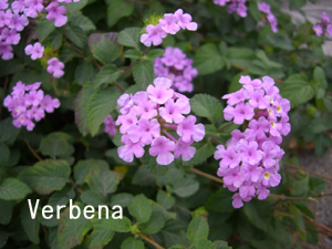 f:id:colorbless:20111025161711j:image