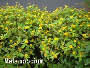f:id:colorbless:20111028113646j:image