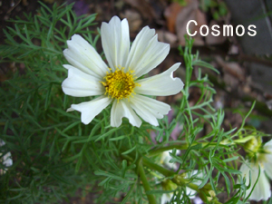 f:id:colorbless:20111104165548j:image