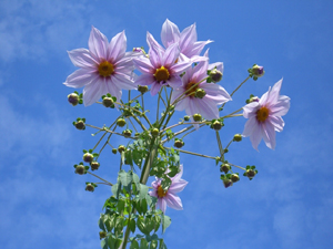 f:id:colorbless:20111108104431j:image