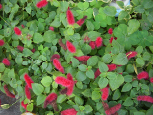 f:id:colorbless:20111116154749j:image