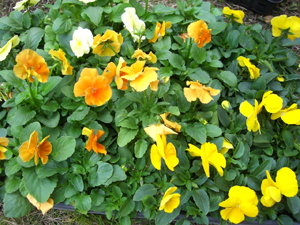 f:id:colorbless:20111128161755j:image