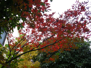 f:id:colorbless:20111130121649j:image
