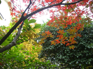 f:id:colorbless:20111130121723j:image