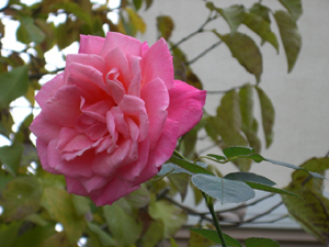 f:id:colorbless:20111130121908j:image