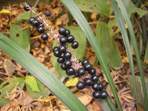 f:id:colorbless:20111213143501j:image f:id:colorbless:20111213143501j:image