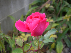 f:id:colorbless:20120108151744j:image