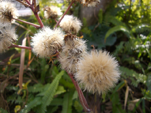f:id:colorbless:20120111121933j:image