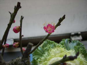 f:id:colorbless:20120113104950j:image
