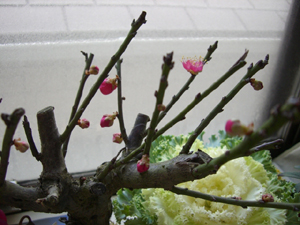 f:id:colorbless:20120113105007j:image