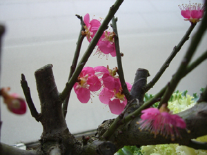 f:id:colorbless:20120115160430j:image