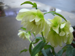 f:id:colorbless:20120116141833j:image