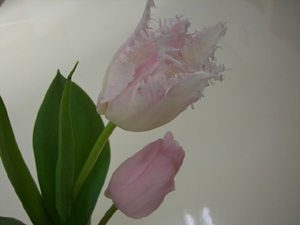 f:id:colorbless:20120118141458j:image f:id:colorbless:20120118141458j:image