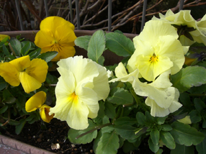 f:id:colorbless:20120122140025j:image