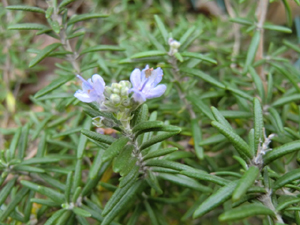 f:id:colorbless:20120224175121j:image