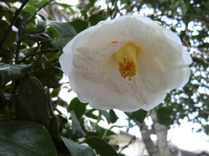 f:id:colorbless:20120303183654j:image