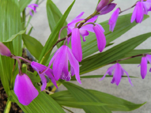 f:id:colorbless:20120421190452j:image