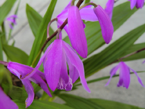 f:id:colorbless:20120421190605j:image