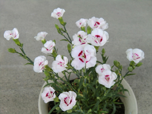 f:id:colorbless:20120421190725j:image