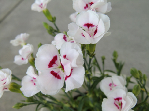 f:id:colorbless:20120421190850j:image