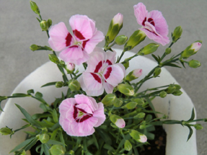 f:id:colorbless:20120421190944j:image