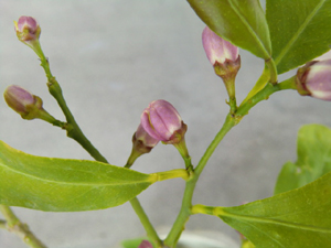 f:id:colorbless:20120421191307j:image