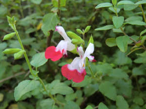 f:id:colorbless:20120502204537j:image f:id:colorbless:20120502204537j:image