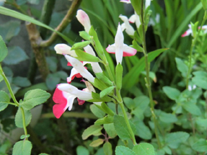f:id:colorbless:20120502204607j:image f:id:colorbless:20120502204607j:image