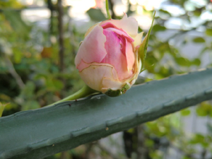 f:id:colorbless:20120502204925j:image