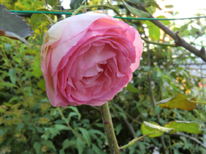 f:id:colorbless:20120502204952j:image